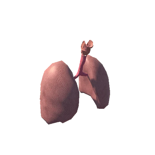 Lungs Low Poly